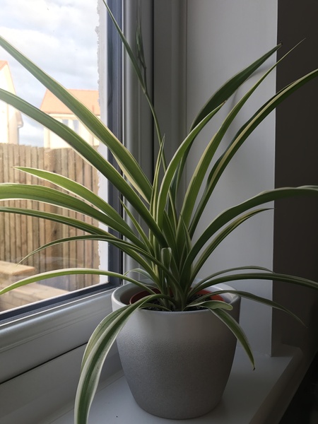 What is this growing from my spider plant?