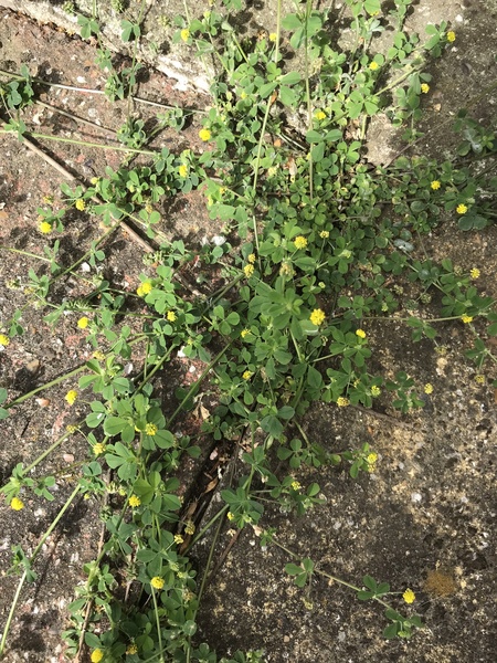 Wildflower or weed depending on your POV! Please help ID