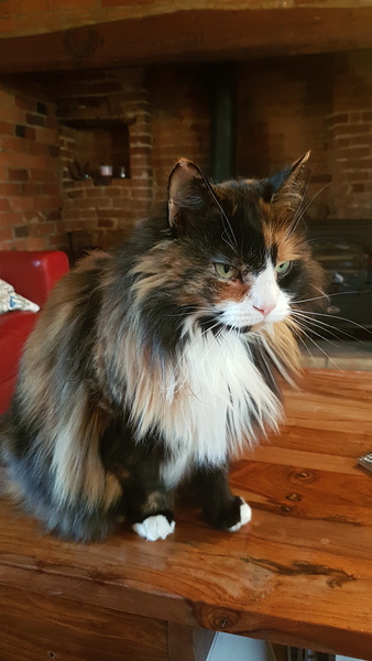 AIBU to think my cat is the cutest !