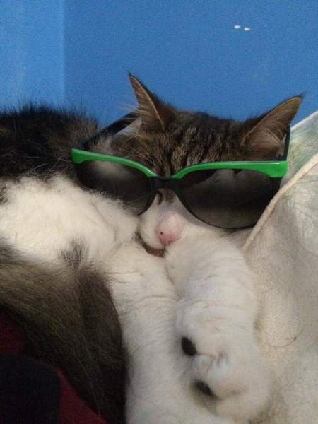 My cat has cancer, when to PTS?
