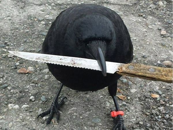 HELP! How to stop crows attacking my car?