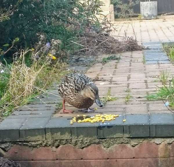 Do you feed the birds, and do they recognize you?