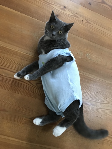 Wound on cat