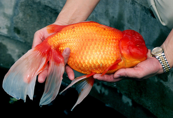 One fish died, one left