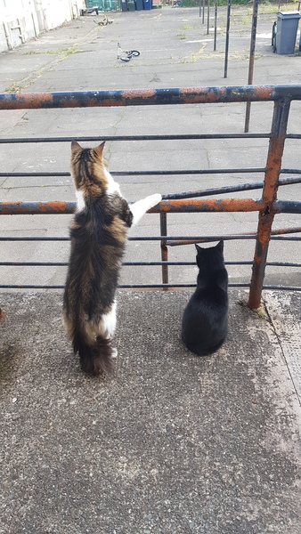 My cat has cancer, when to PTS?