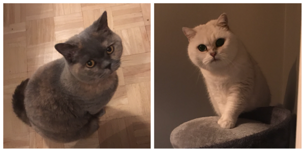 AIBU to think my cat is the cutest !