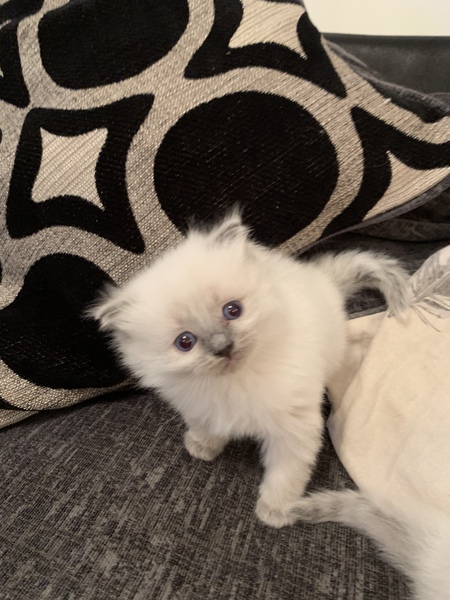 Ragdoll kittens update thread
