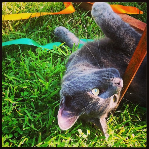 AIBU to think my cat is the cutest !