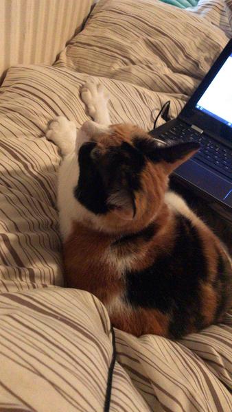 Help - vicious cat!
