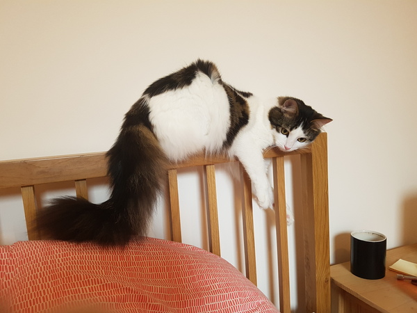 Best cat poses