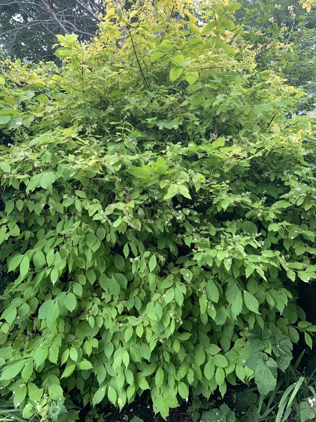 Plant ID please