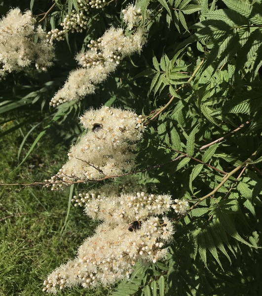 Plant ID please