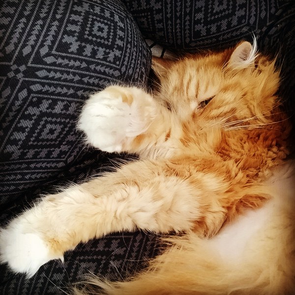 Talk to me about ragdolls