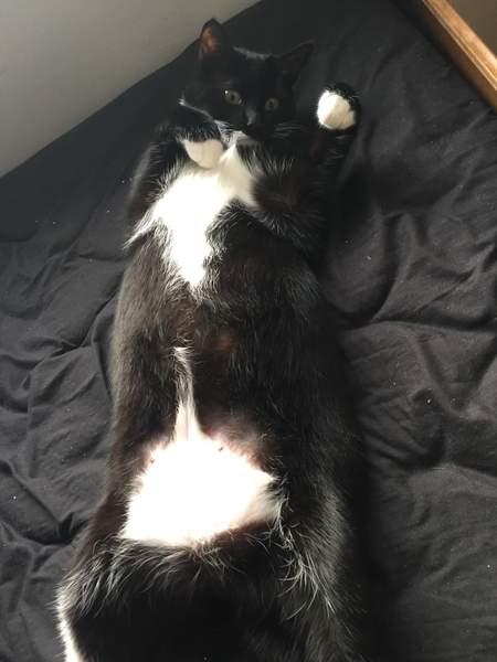 Picture of my fat cat on his back