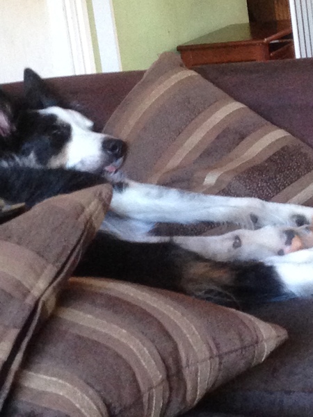 Please recommend a dog to us!