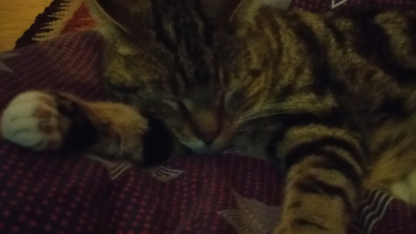 AIBU to think my cat is the cutest !