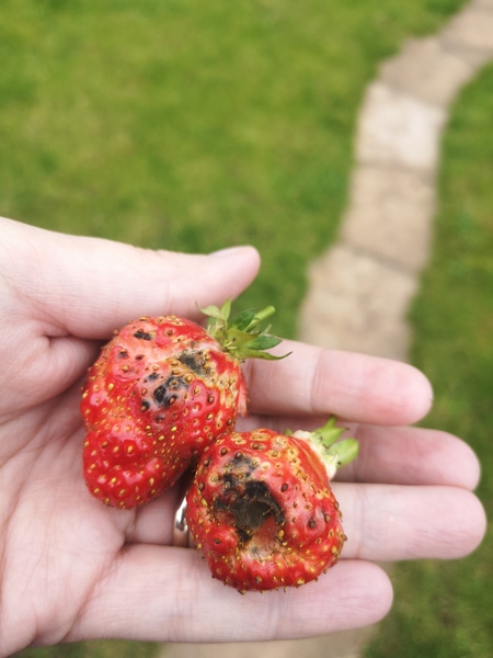 What's eating my strawberries?