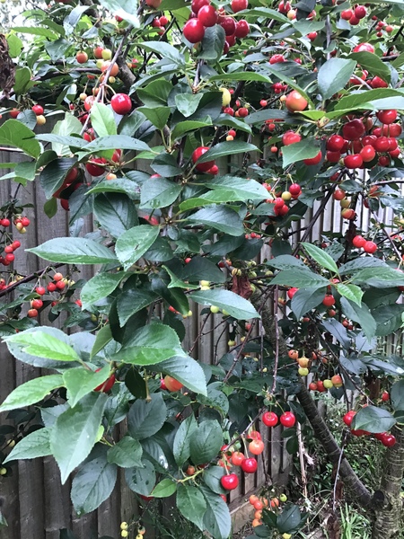 Allotment/Veg Patch Thread 14 ! growing into summer