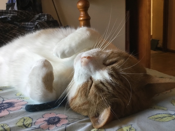 AIBU to think my cat is the cutest !