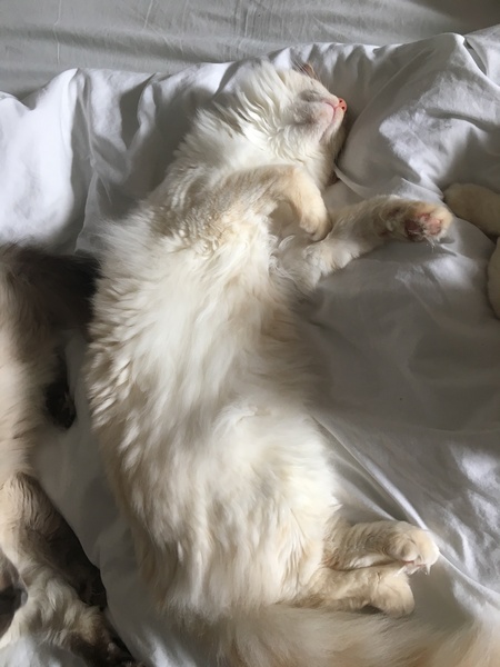 Picture of my fat cat on his back