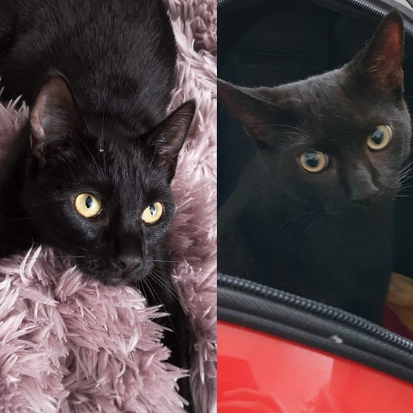 If I find a cat and no one claims it can I keep it?