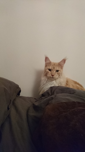 AIBU to think my cat is the cutest !