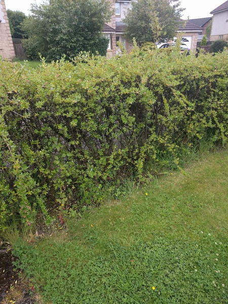 Please help me identify my enormous hedge