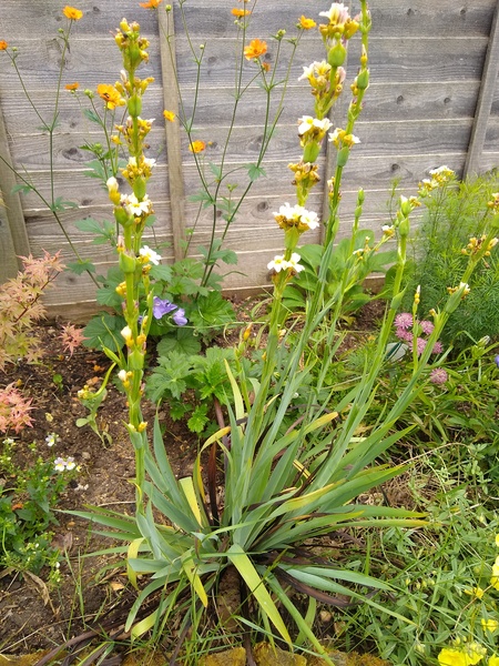 Plant ID help please!