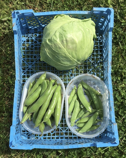 Allotment/Veg Patch Thread 14 ! growing into summer