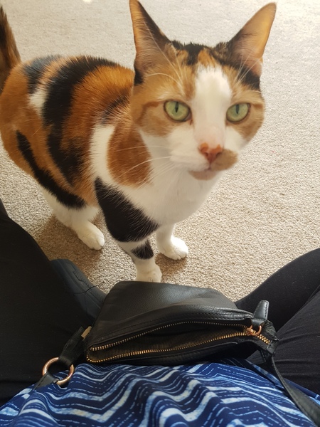 AIBU to think my cat is the cutest !