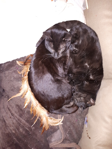 'Adopt don't shop' - tell me about your rescue cats