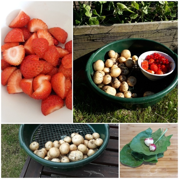Allotment/Veg Patch Thread 14 ! growing into summer