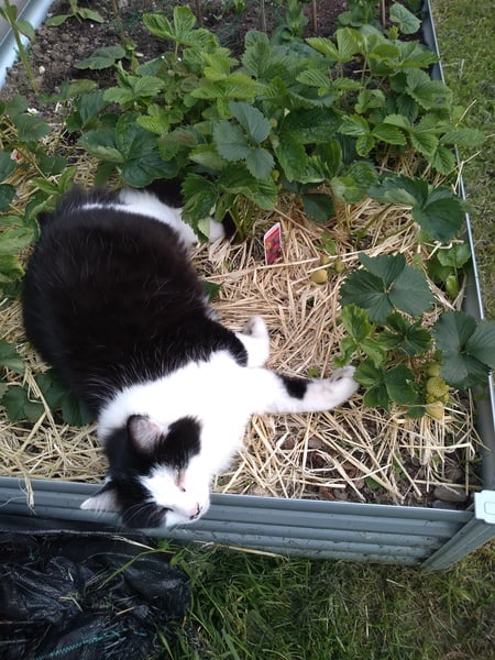 Your cat's favourite baked potato filling - testers here