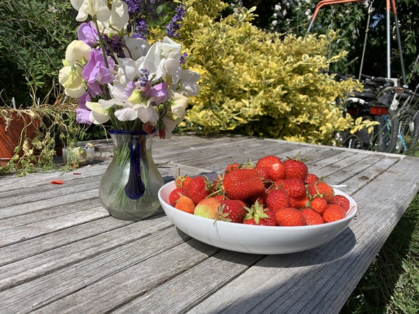 Allotment/Veg Patch Thread 14 ! growing into summer