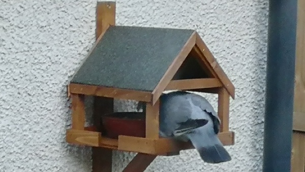 Do you feed the birds, and do they recognize you?