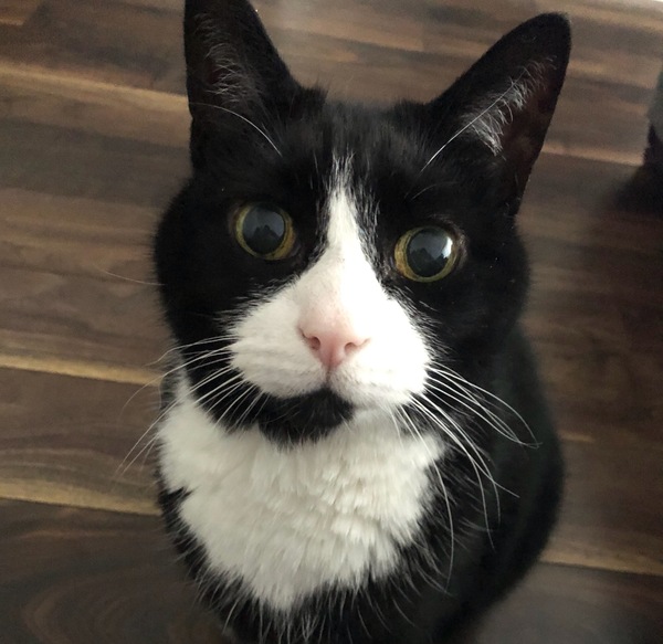 My cat has cancer, when to PTS?
