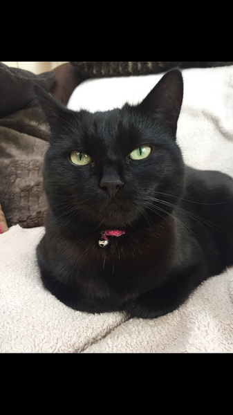 AIBU to think my cat is the cutest !