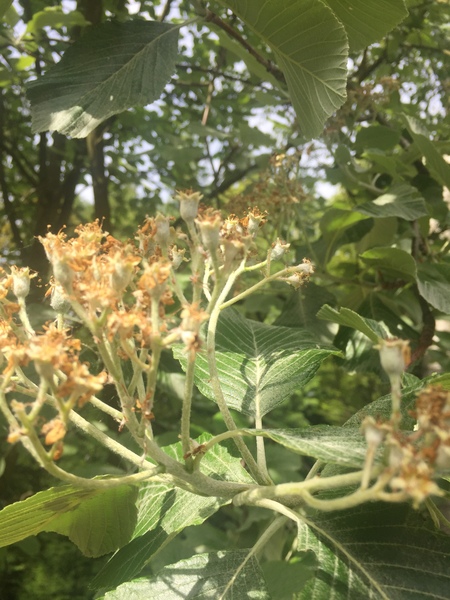 Can anyone identify this tree ?