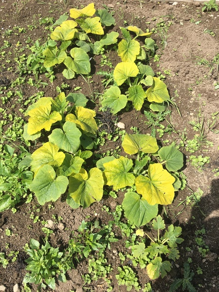 Allotment/Veg Patch Thread 14 ! growing into summer