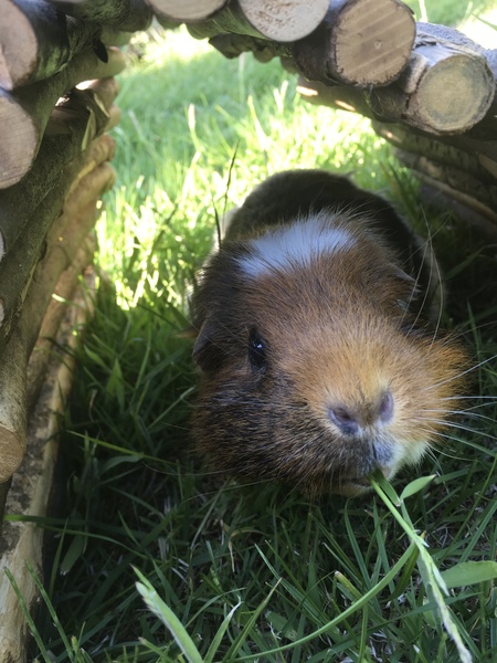 Pictures of your Guinea Pigs