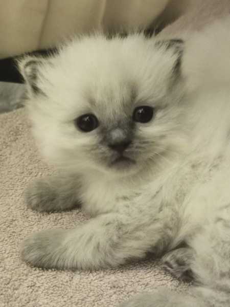 Ragdoll kittens update thread