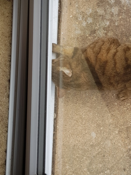 Next door's -thug- cat