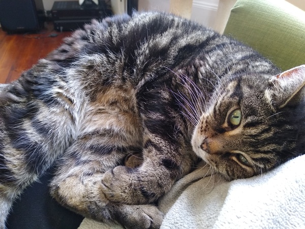 'Adopt don't shop' - tell me about your rescue cats