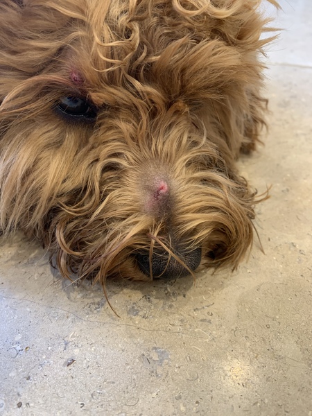 Retained tick head - what to do?