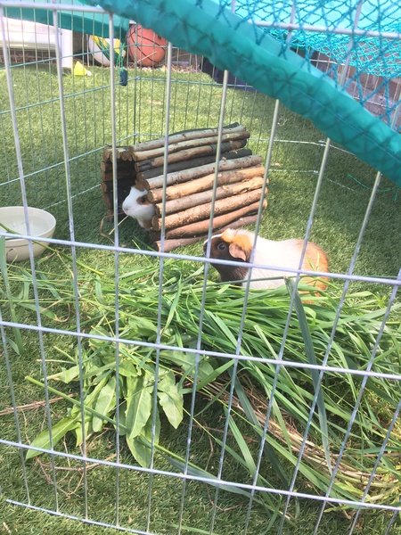 Please keep a check on small outdoor pets over the hot weather