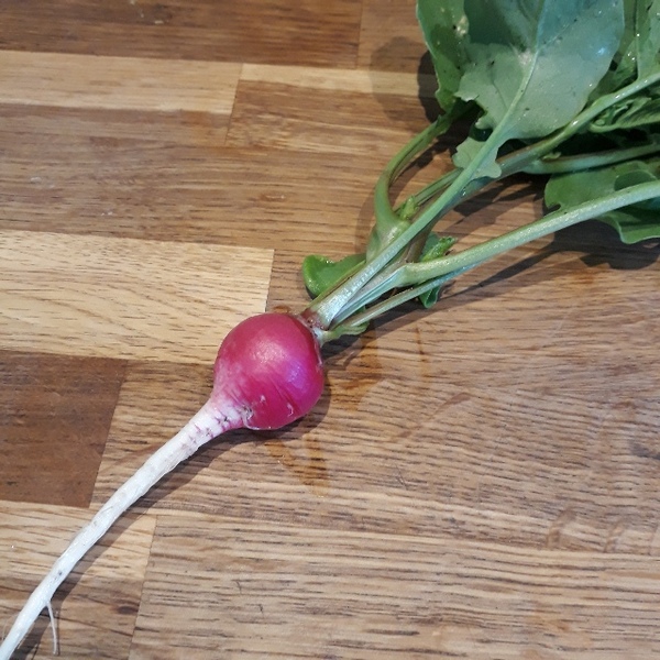 Allotment/Veg Patch Thread 14 ! growing into summer