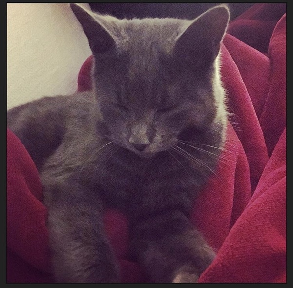 AIBU to think my cat is the cutest !