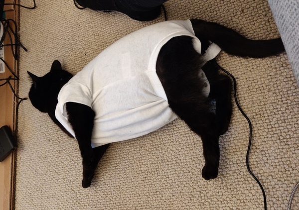 At my wits end what’s wrong with my cat