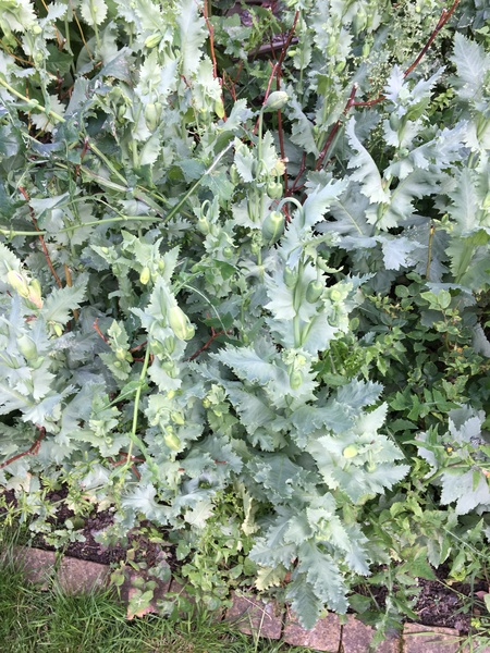 This plant has suddenly taken over my flower bed!