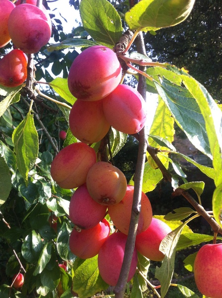 What fruit is this on my tree?